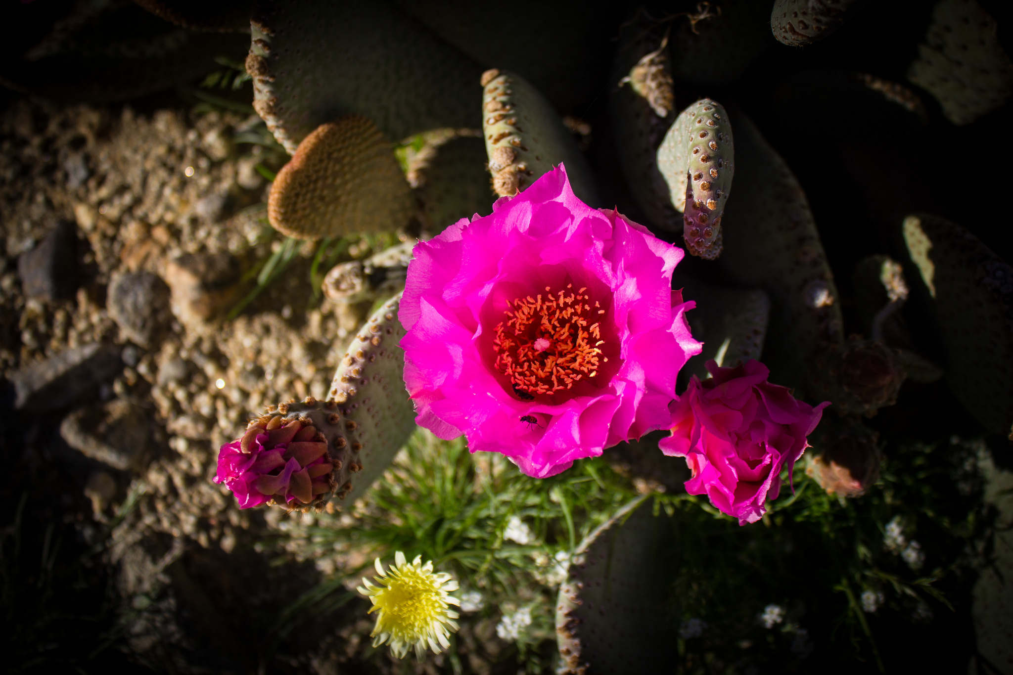 32634532043_472ee5a064_k